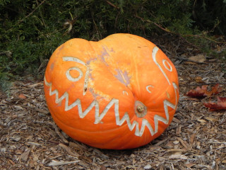 Medium Dino, Nipomo Pumpkin Patch best carving idea